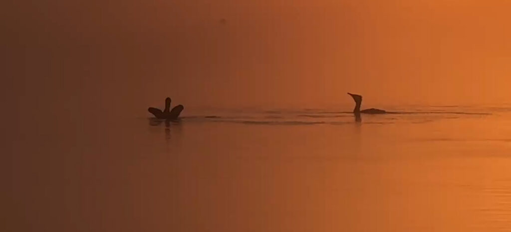 Imatge d'aus a l'aigua de l'estany amb al llum de posta de sol