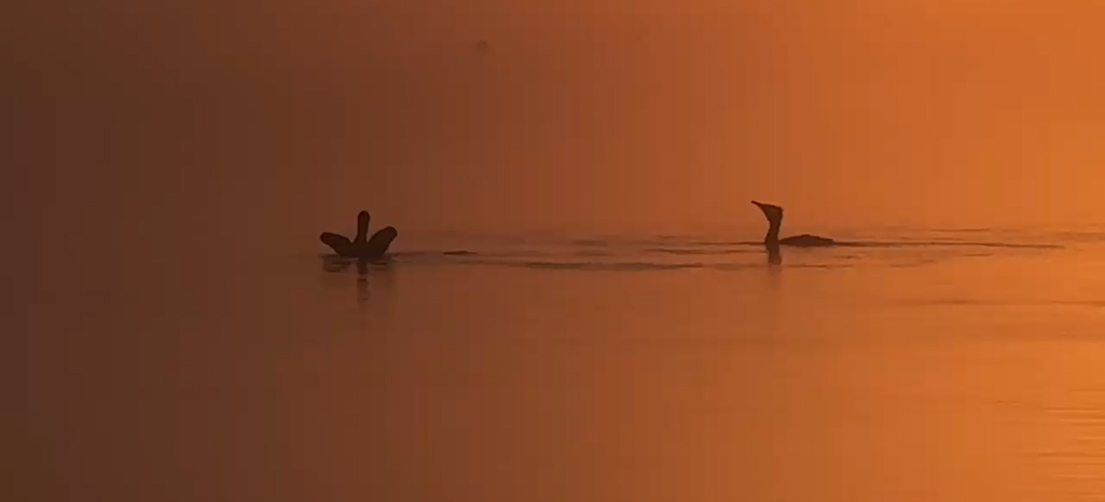 Imatge d'aus a l'aigua de l'estany amb al llum de posta de sol